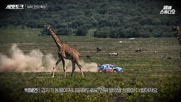 야외, 잔디, 포유류, 나무이(가) 표시된 사진  AI 생성 콘텐츠는 정확하지 않을 수 있습니다.